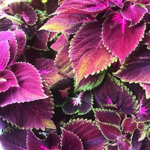 Meet your Posher, Ginette